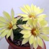 Mammillaria_sphaericae
